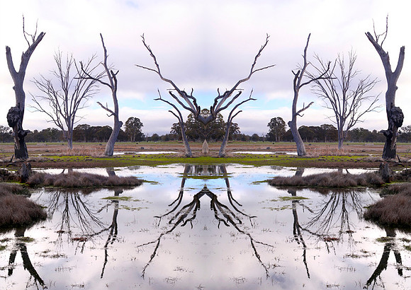 Swamp_7788