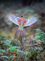 Pheasant